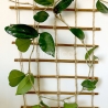 Floranica drabinka wiklinowa - 3 szerokości drewno wierzbowe -  Podpory do roślin pnących Sznurek jutowy Podpory do róż warzyw