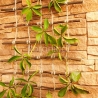Floranica drabinka wiklinowa - 3 szerokości drewno wierzbowe -  Podpory do roślin pnących Sznurek jutowy Podpory do róż warzyw
